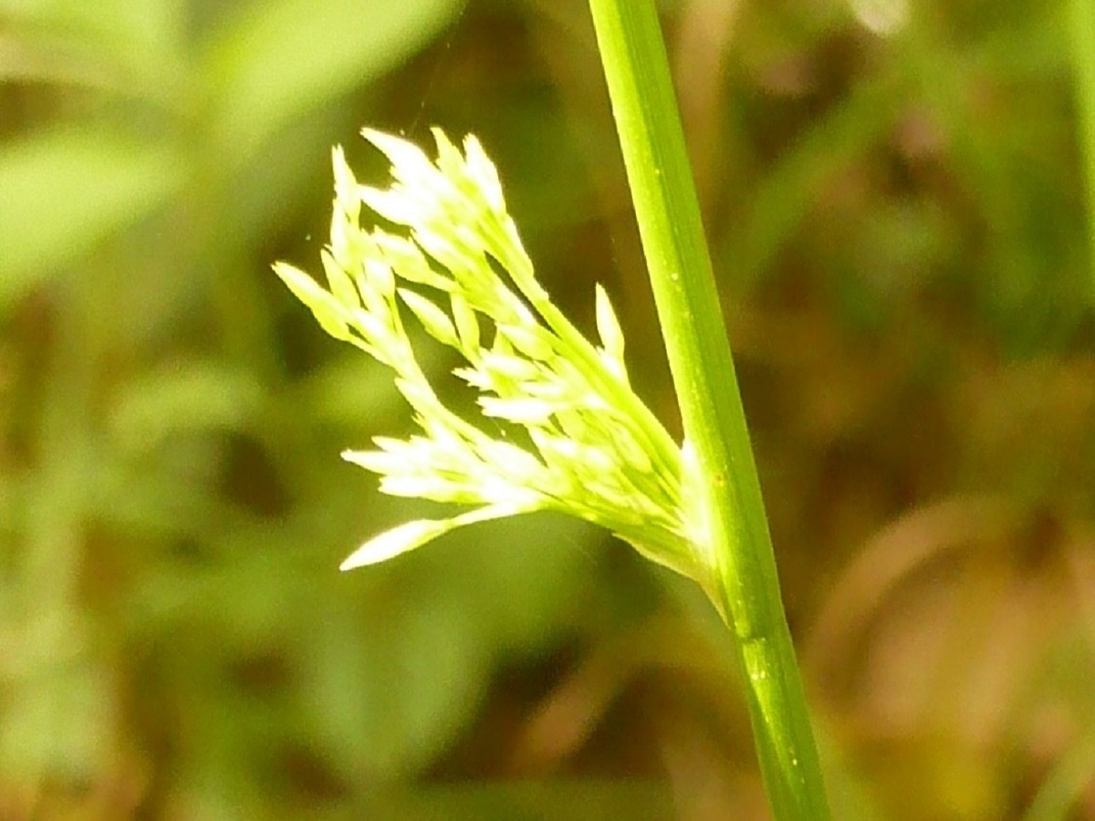 Juncus effusus (Juncaceae)